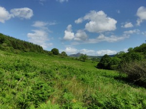 IMG_20150704_1632108_rewind